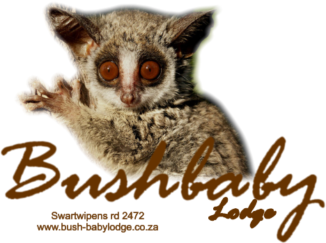 Bushbaby  Lodge Swartwipens rd 2472www.bush-babylodge.co.za