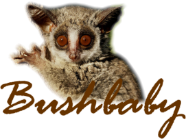 Bushbaby